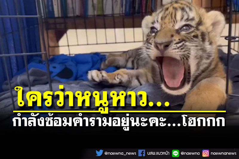 คืบหน้าอาการ'น้องขวัญ'ลูกเสือโคร่ง ผลตรวจ Testkit ลำไส้อักเสบในสุนัขเป็นลบ