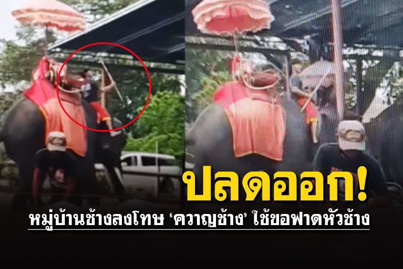 หมู่บ้านช้างลงดาบ'ควาญ' สั่ง'พักงาน-ปลดออก'ใช้ขอฟาดหัวช้างอย่างแรง