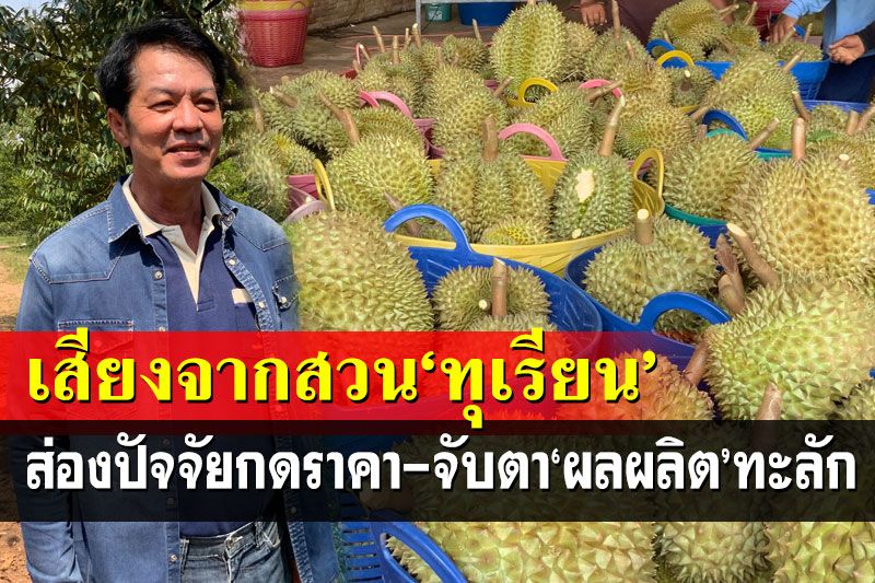 เสียงจากสวน‘ทุเรียน’!จีนปิดเมืองกดราคาร่วง กางแผนรับมือ2-3ปีหน้า‘ผลผลิต’พุ่ง