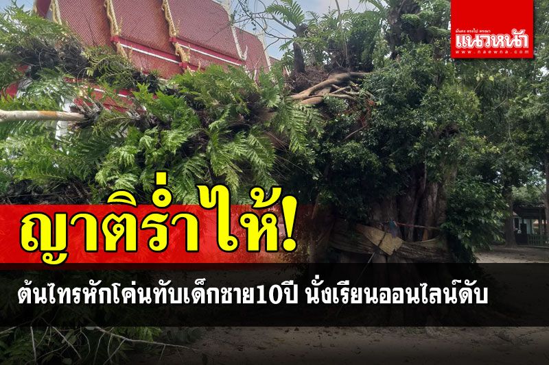 ญาติร่ำไห้! ต้นไทรยักษ์หักโค่นทับเด็กชาย10ปี นั่งเรียนออนไลน์ดับ