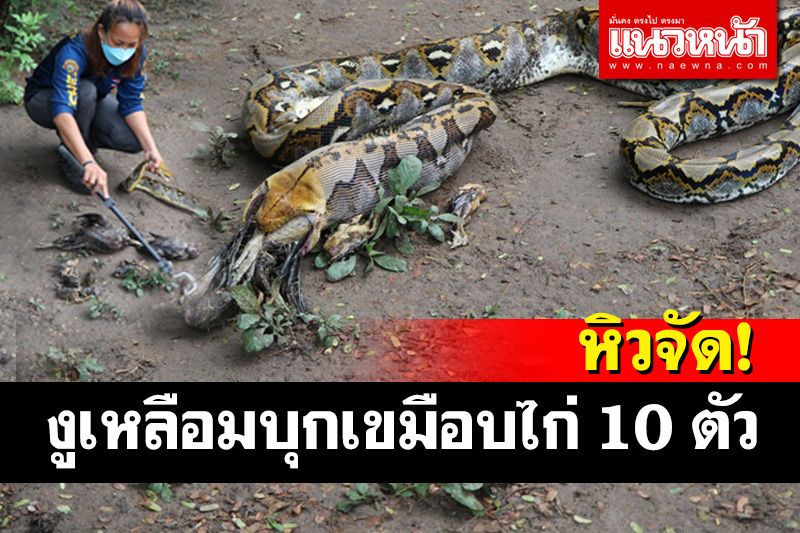 หลักฐานคาปาก! งูเหลือมยักษ์จอมตะกละเขมือบไก่ 10 ตัวนอนเย้ยเจ้าของอยู่ในเล้า