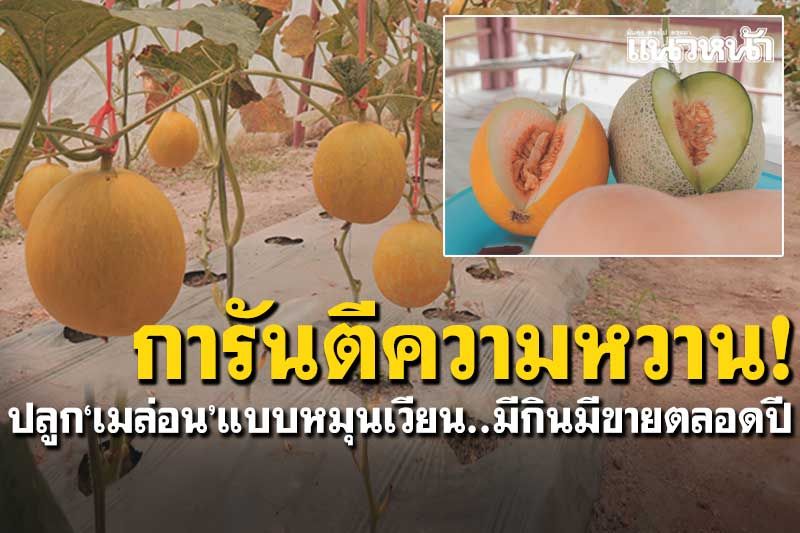 การันตีความหวาน! ปลูก'เมล่อน'แบบหมุนเวียน มีกินมีขายตลอดปี กก.ละ65-80บาท