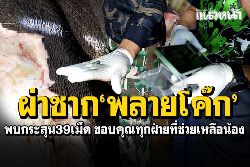 กรมอุทยานฯเผยผลผ่าซาก'พลายโค๊ก' พบกระสุน39เม็ด ขอบคุณทุกฝ่ายที่ช่วยเหลือตลอดมา