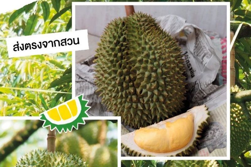 อิ่มไม่อั้น! ‘บุฟเฟ่ต์ทุเรียน’ กินจนนิ้วเคลือบทองโดย ‘เกรย์ฮาวด์ คาเฟ่’