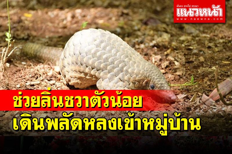 น้องปลอดภัยแล้ว! ชื่นชมชาวบ้านแจ้ง จนท.ช่วยลิ่นชวาตัวน้อยเดินพลัดหลงเข้าหมู่บ้าน