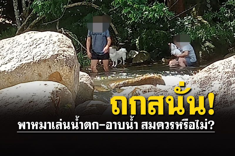 คนเมืองคอนถกสนั่น! นทท.พาสุนัข เข้าอาบน้ำที่น้ำตกพรหมโลก