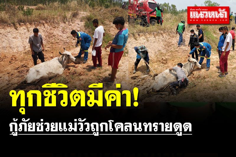 กู้ภัยช่วยแม่วัวถูกโคลนทรายดูดนานกว่า 1 ชม. ปลอดภัย