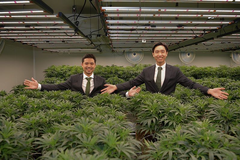 เปิดตัว ‘เมดิคาน่า แล็บ’ ชูเทคโนโลยี smart farming รุกธุรกิจกัญชา-กัญชง