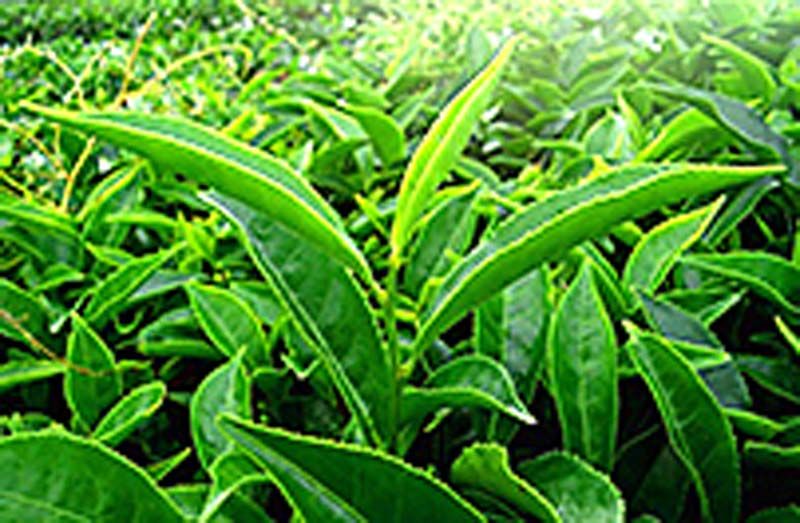 วิทยาศาสตร์ สำหรับเยาวชน : ชาเมี่ยง : อาหารว่างที่กำลังจะสูญหายไป