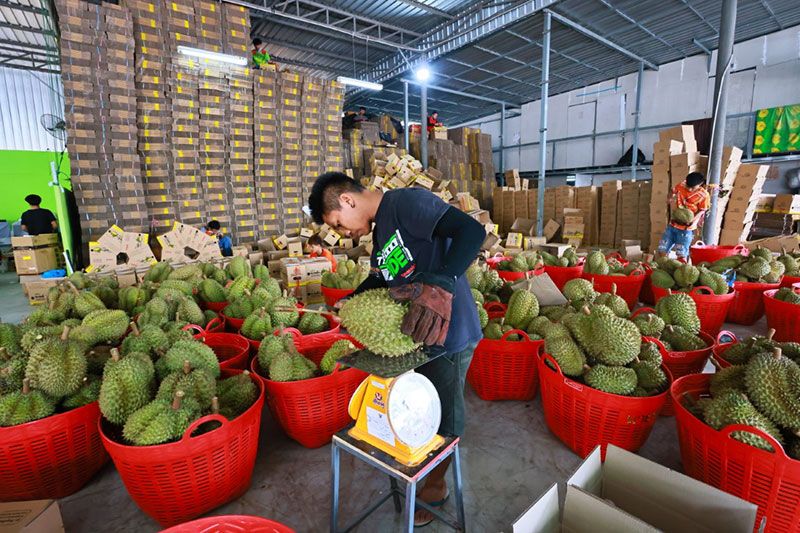 'พาณิชย์ระยอง'เปิดจุดจำหน่ายผลไม้ รณรงค์กระตุ้นบริโภคผลไม้ตลาดในประเทศ