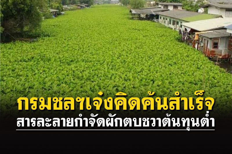 กรมชลฯเจ๋งคิดค้นสำเร็จ  สารละลายกำจัดผักตบชวาต้นทุนต่ำ