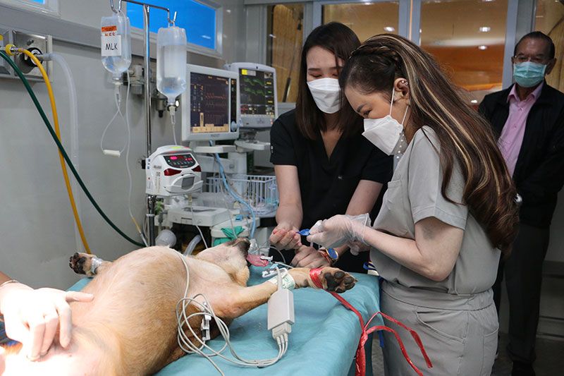 กรมพระศรีสวางควัฒนฯ ทรงออกหน่วยสัตวแพทย์อาสาจุฬาภรณ์  เพื่อควบคุมป้องกันการแพร่ระบาดโรคพิษสุนัขบ้า ณ กองเรือยุทธการ
