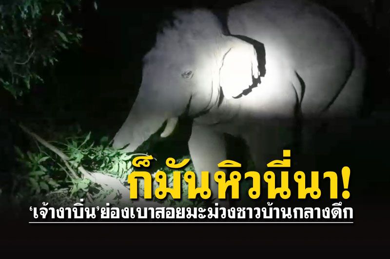 ตัวเบ้อเริ่มเชียว! 'เจ้างาบิ่น'ย่องเงียบๆ สอยมะม่วงกลางดึก