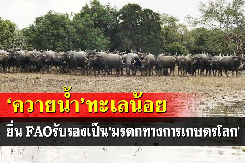 ไทยยื่นขอFAOรับรอง‘วิถีการเลี้ยงควายน้ำ’ทะเลน้อย เป็น‘มรดกทางการเกษตรโลก’