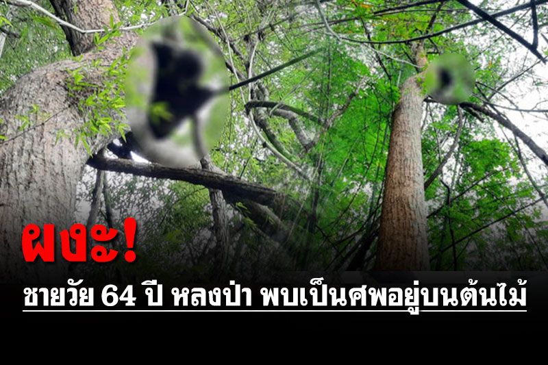 ผงะ! ชายวัย 64 ปี หลงป่า พบเป็นศพอยู่บนต้นไม้