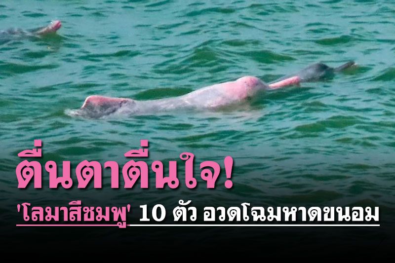 ตื่นตาตื่นใจ! 'โลมาสีชมพู' 10 ตัว อวดโฉมหาดขนอม-หมู่เกาะทะเลใต้