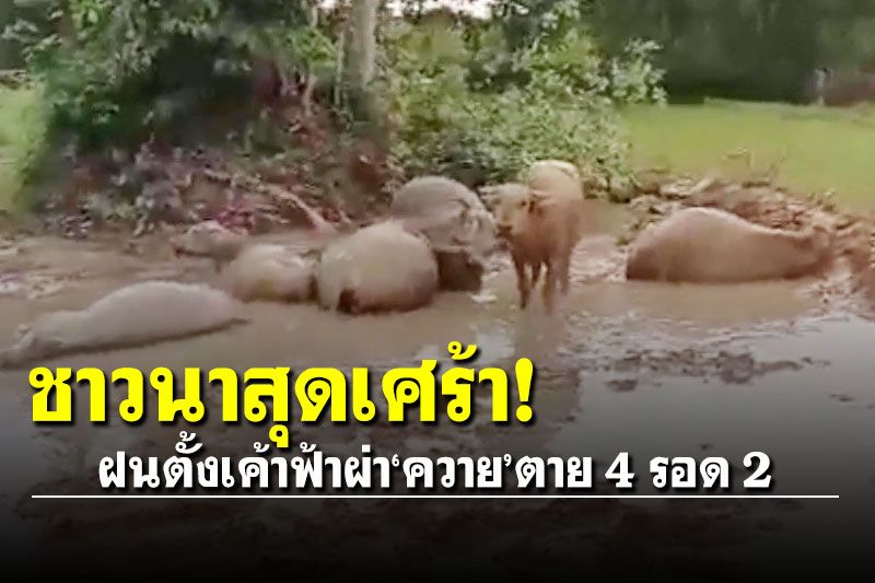 ชาวนาสุดเศร้า! ฝนตั้งเค้าฟ้าผ่าควายตาย 4 รอด 2
