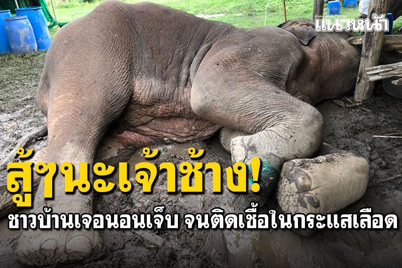 สัตวแพทย์เฝ้าดูอาการ! ช้างป่าเพศผู้ นอนบาดเจ็บจนติดเชื้อในกระแสเลือด