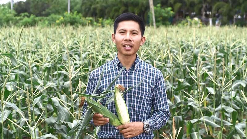 รายงานพิเศษ : เกษตรกรหนุ่มพิจิตรปลูกข้าวโพดหวานรายได้หลักแสนต่อไร่