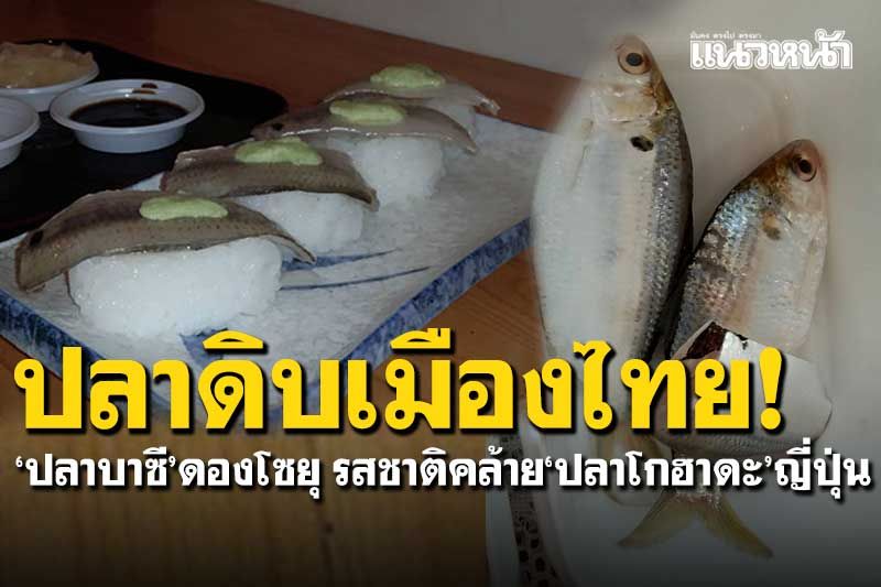 ปลาดิบเมืองไทย! 'ปลาบาซี'ดองโซยุ รสชาติคล้ายปลาโกฮาดะของญี่ปุ่น