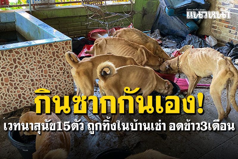 เวทนาสุนัข15ตัวถูกทิ้ง3เดือนในบ้านเช่า อดข้าวกินซากกันเอง เจ้าของตกงานไร้เงินดูแล