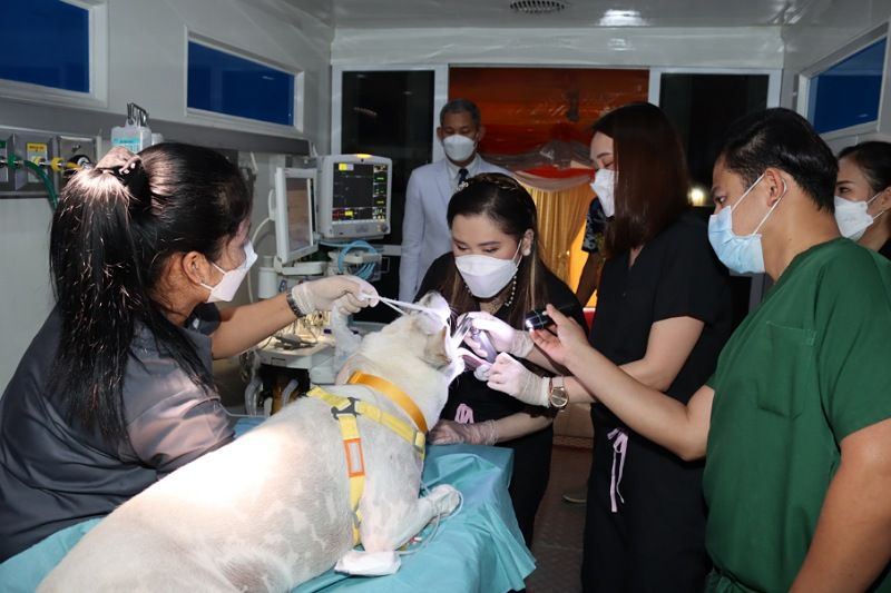 กรมพระศรีสวางควัฒนฯ ทรงออกหน่วยสัตวแพทย์อาสาจุฬาภรณ์ จ.ภูเก็ต