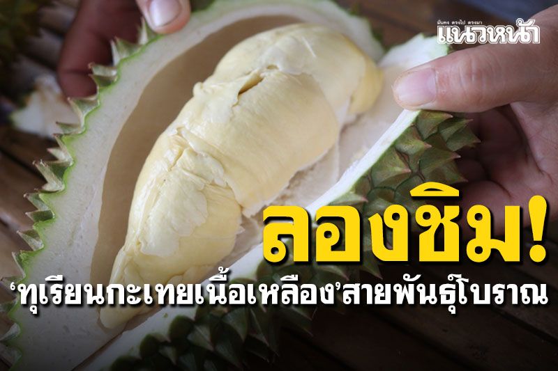 ต้องลองชิม! 'ทุเรียนกะเทยเนื้อเหลือง' สายพันธุ์โบราณที่บ้านรักไทย