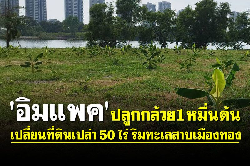 'อิมแพค' เปลี่ยนที่ดินเปล่า 50 ไร่ ริมทะเลสาบเมืองทอง ปลูกกล้วย 10,000 ต้น