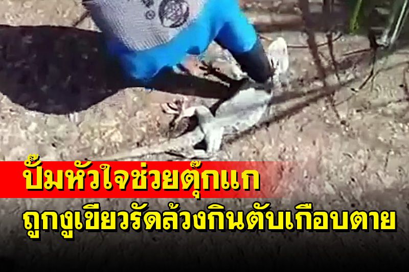 สุดระทึก! ปั๊มหัวใจช่วยชีวิตตุ๊กแกหลังถูกงูเขียวรัดล้วงกินตับเกือบตาย