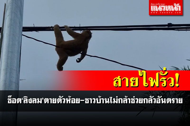 อนาถ! 'ลิงลมตัวน้อย'ถูกไฟช็อตห้อยโตงเตงคาสายไฟ ชาวบ้านเผยตายตัวที่3แล้ว