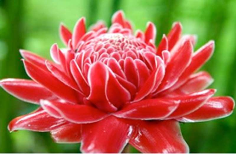 วิทยาศาสตร์ สำหรับเยาวชน : ดอกไม้...พืชสมุนไพร มีสรรพคุณเป็นยา