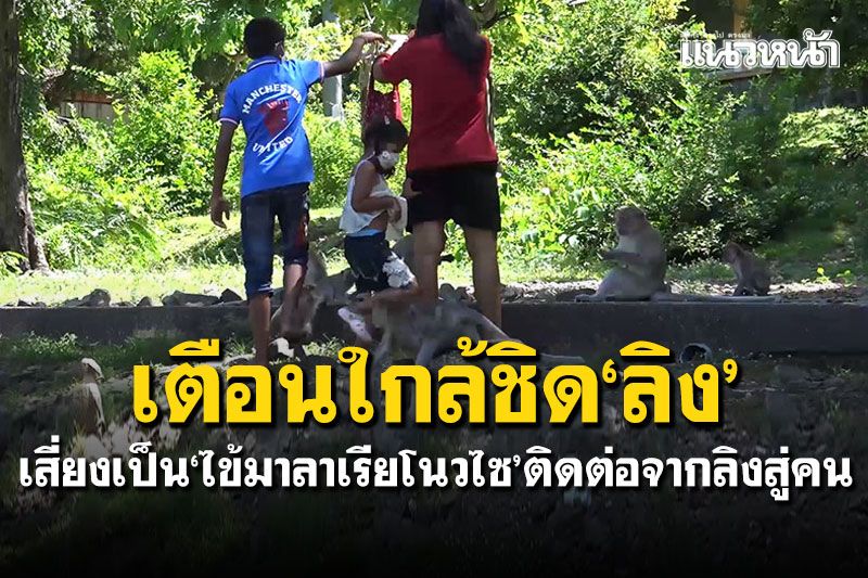 เตือนใกล้ชิด'ลิง' เสี่ยงเป็น'ไข้มาลาเรียโนวไซ' ติดต่อจากลิงสู่คน