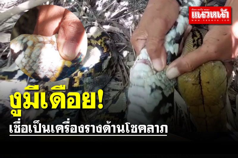 ชาวบ้านพบงูเหลือมยักษ์มี 'เดือย' ตรงท้อง เชื่อเป็นเครื่องรางโชคลาภ