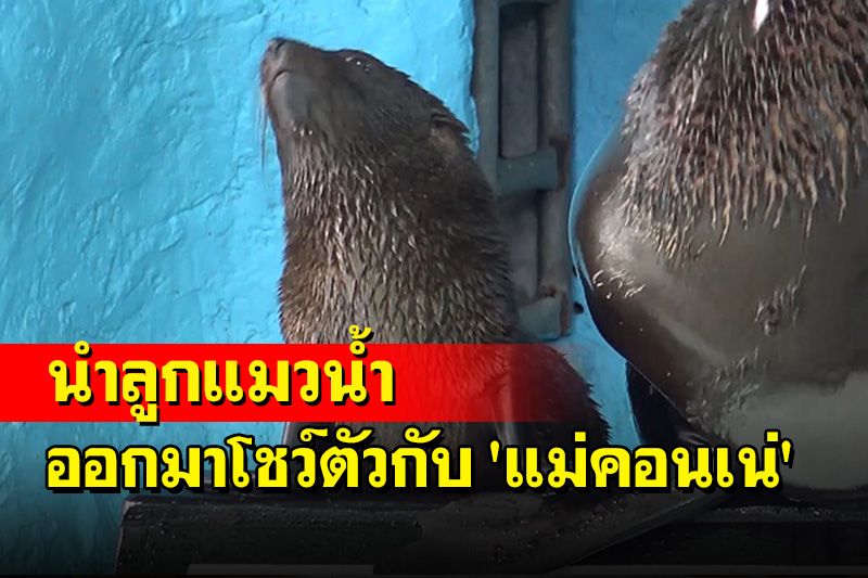 สวนสัตว์สงขลานำ 'ลูกแมวน้ำ' ออกมาโชว์ตัวบริเวณส่วนแสดงกับ 'แม่คอนเน่'