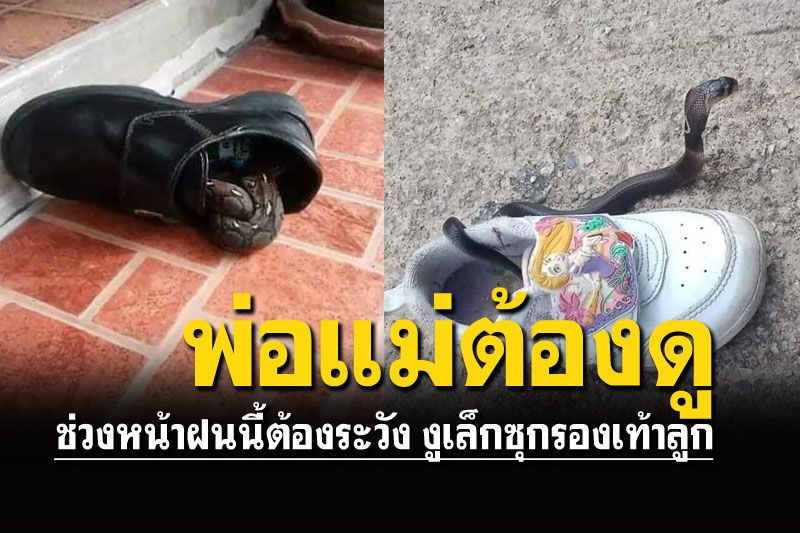 พ่อแม่อย่าปล่อยให้คลาดสายตา สัตว์เลื้อยคลานซุกรองเท้าลูก