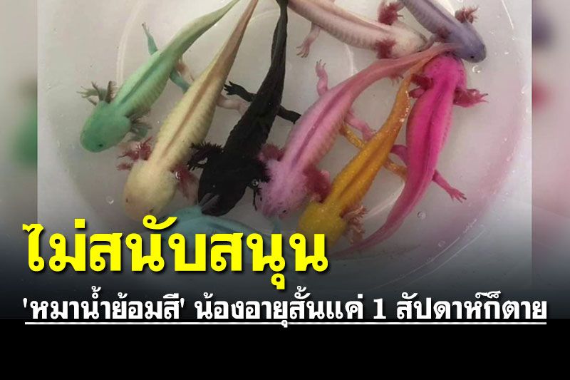 สาวเตือนอย่าซื้อ 'หมาน้ำ ย้อมสี' น้องอายุสั้นแค่ 1 สัปดาห์ก็ตาย