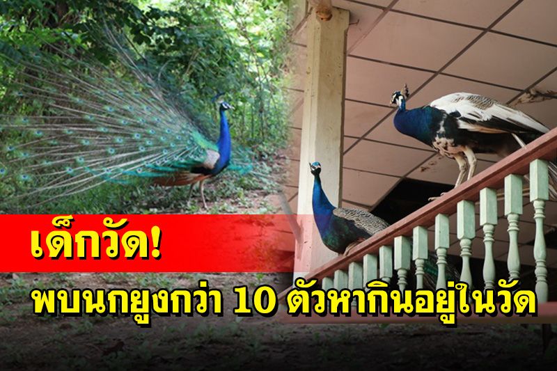 พบฝูงนกยูงออกลูกหลานอาศัยกินข้าวก้นบาตรอยู่ในวัดดังอ่างทองกว่า 10 ตัว