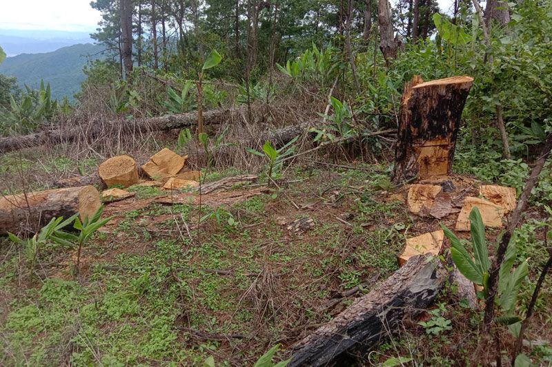 ‘ชุดพิทักษ์ขุนน้ำเปือ’สำรวจพบบุกรุกตัดไม้สน-แผ้วถางป่ากว่า 20 ไร่