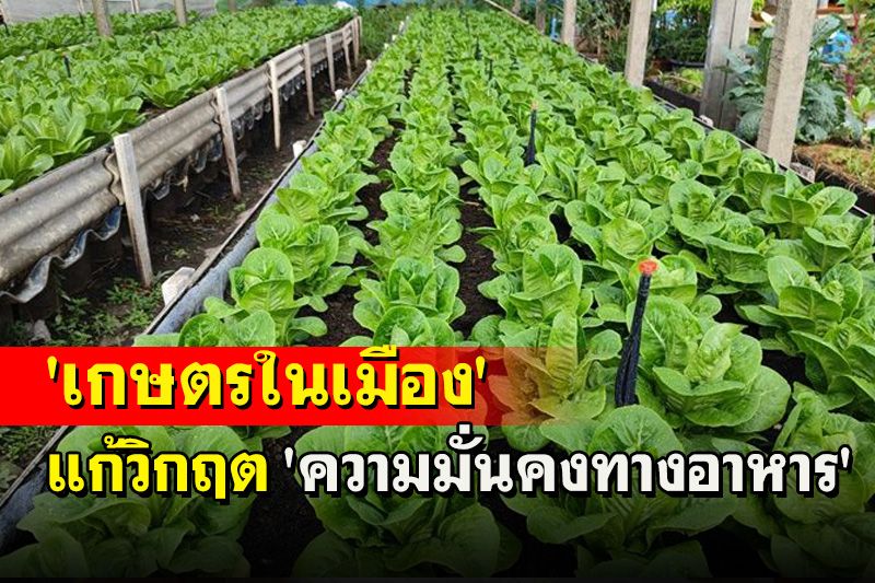 'เกษตรในเมือง' แก้วิกฤต 'ความมั่นคงทางอาหาร'