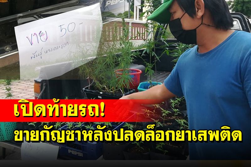 หนุ่มพิษณุโลกนำ 'พันธุ์กัญชา' เปิดท้ายกระบะเร่ขายตลาดนัดวันแรกหลังปลดล็อก