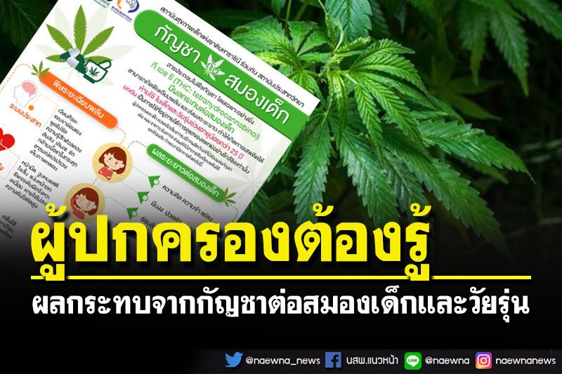 ผู้ปกครองต้องรู้!!! ผลกระทบจากกัญชาต่อสมองเด็ก-วัยรุ่นอายุน้อยกว่า 25 ปี