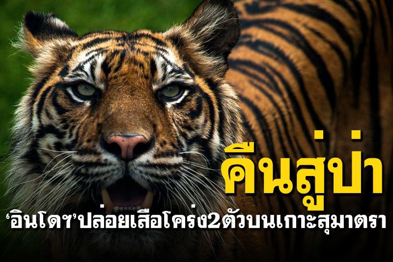 'อินโดฯ'ปล่อยเสือโคร่ง 2 ตัว คืนสู่ป่าบนเกาะสุมาตรา