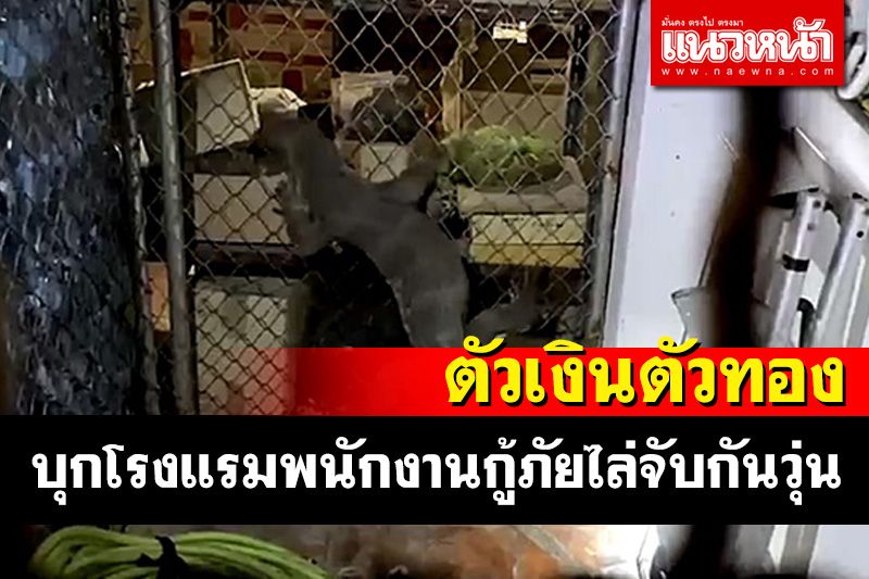 ตัวเงินตัวทองบุกห้องเก็บของโรงแรมดังในบางละมุง พนง.แจ้งกู้ภัยไล่จับวุ่น