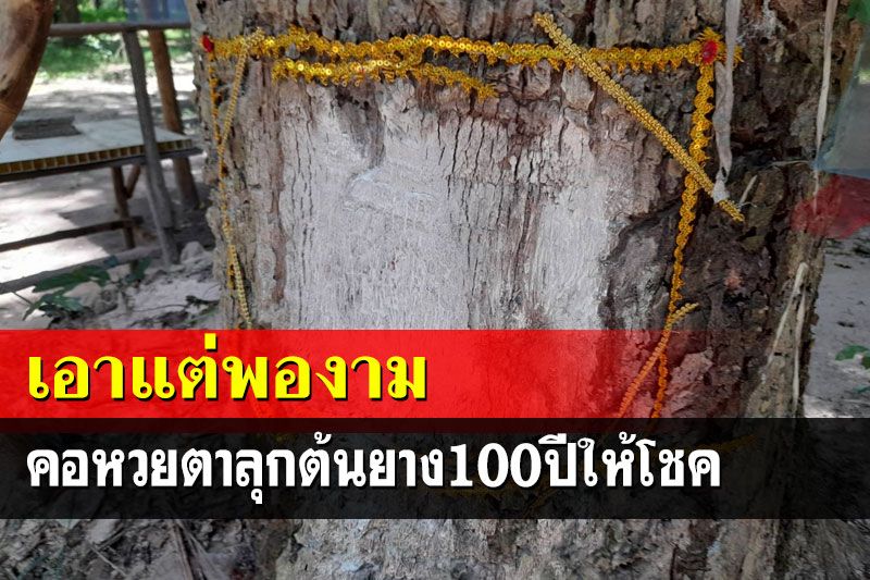 คอหวยแห่ส่องเลขเด็ด‘ต้นยาง’อายุ 100 ปีวัดป่าพนาเพลิน ให้โชคมาติดๆ