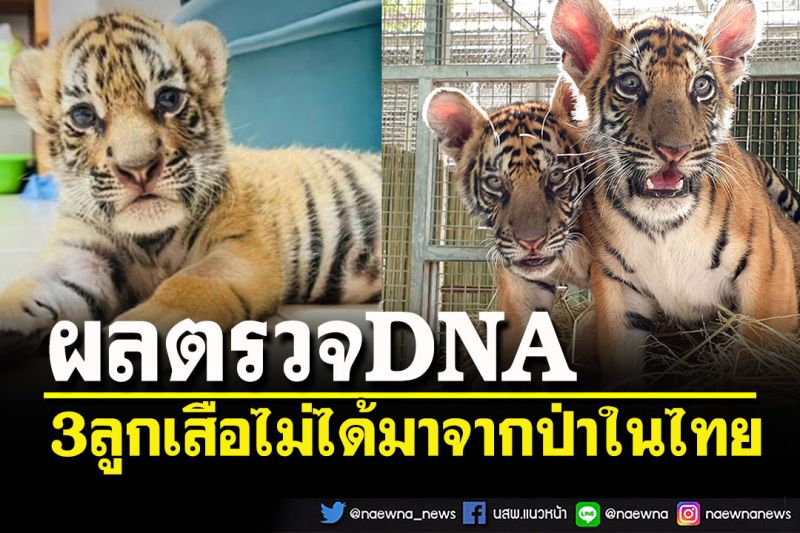 ผล DNA ชี้ลูกเสือ 3 ตัว'น้องขวัญ-ต้นกล้า-ต้นข้าว'ไม่ได้มาจากป่าไทย