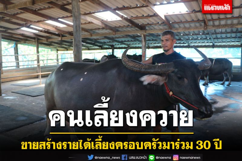 หนุ่มใหญ่อ่างทองเปิดประสบการณ์เลี้ยงควายขายสร้างรายได้เลี้ยงครอบครัวมาร่วม 30 ปี