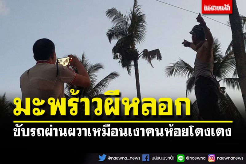 ผวา! ต้นมะพร้าวผีหลอก ขับรถผ่านถึงกับสะดุ้ง เหมือนเงาคนห้อยโตงเตง