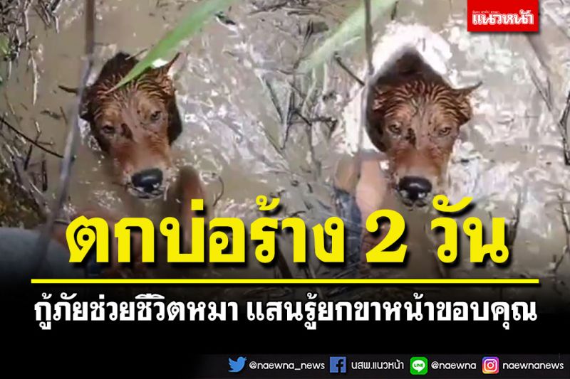สงสารจับใจ! หมาตกบ่อร้างนาน 2 วัน แสนรู้ยกขาหน้าขอบคุณกู้ภัยช่วยชีวิต