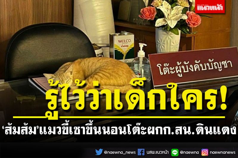 อยู่เป็น! 'ส้มส้ม'แมวขี้เซา ขึ้นนอนโต๊ะ ผกก.สน.ดินแดง ชาวเน็ตแซว'รู้ไว้ซะว่าเด็กใคร'