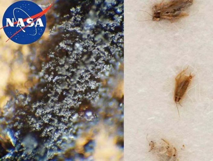 Science Update : นาซาขวางประมูลฝุ่นดวงจันทร์ (และซากแมลงสาบ)